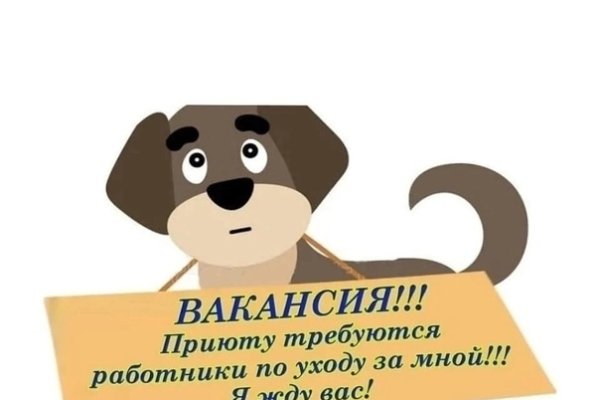 Сыктывкарский приют для собак набирает волонтеров-кинологов, педагогов и ветеринаров 