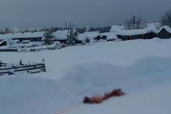 В Коми в поселке Озъяг волки загрызли 9 собак за две недели