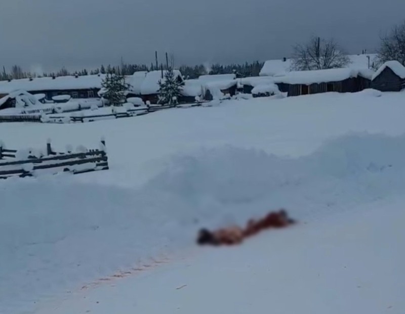 В Коми в поселке Озъяг волки загрызли 9 собак за две недели