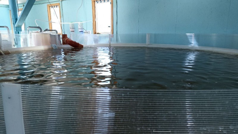 В Койгородском районе с господдержкой успешно развивается рыбоводное хозяйство