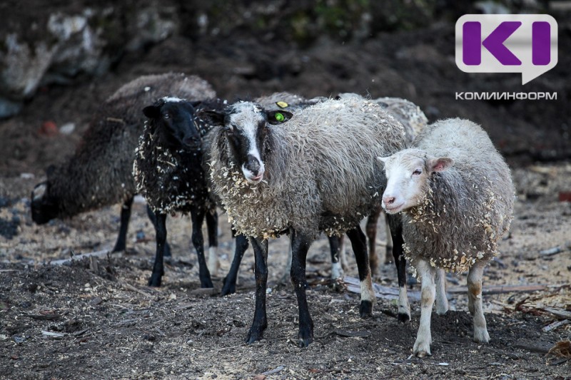 Ситуация с заносом болезней животных в Коми усугубляется 