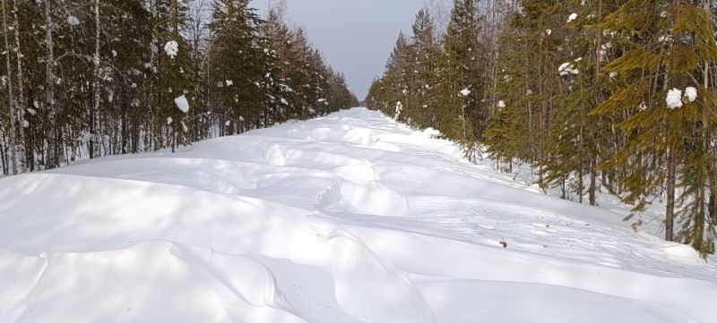 В заказнике "Дзервад", где обитают северные олени, следов человеческого присутствия не выявлено - Минприроды Коми

