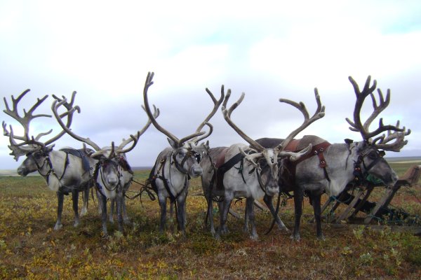 Оленеводческие хозяйства Коми нацелены на рост поголовья до 54,7 тыс. особей