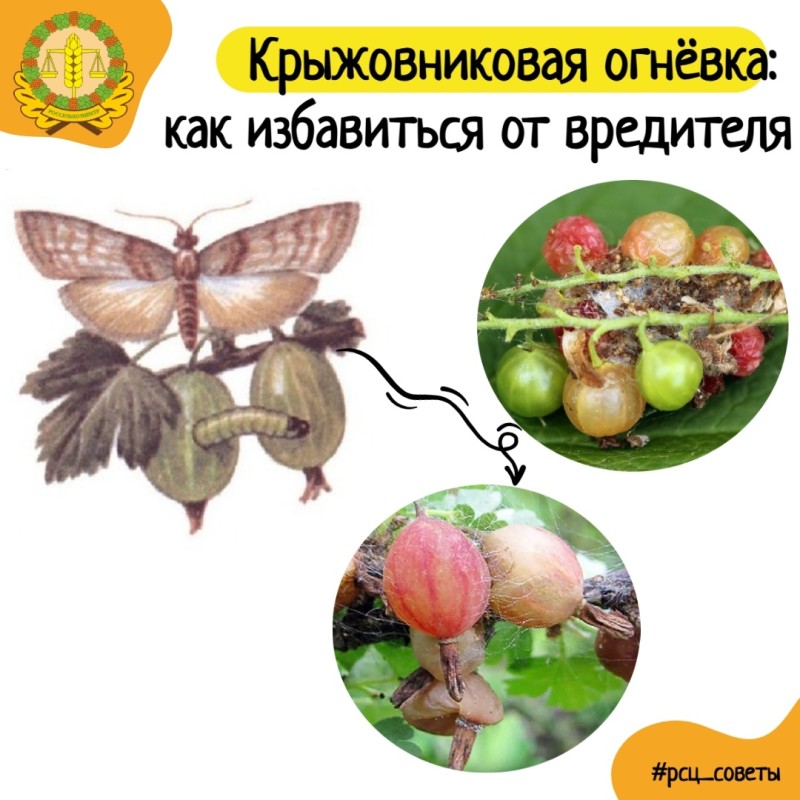 Россельхозцентр Коми напомнил о весенней обработке сада кипятком