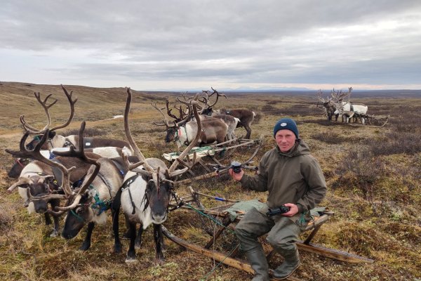 Поддержка оленеводства в Коми увеличится на 57%