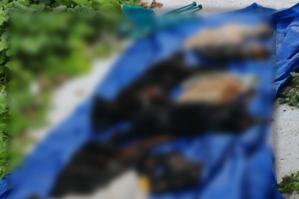 Миша, Умка, Джек и Барон: в суде рассказали, как умирали собаки на передержке в Выльгорте