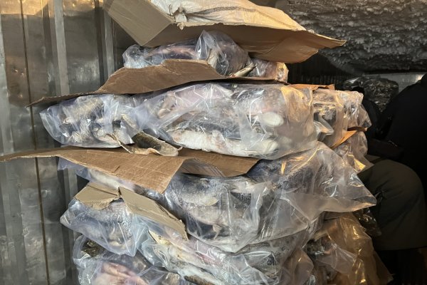 В Коми полицейские пресекли оборот 13 тонн нелегальной рыбной продукции
