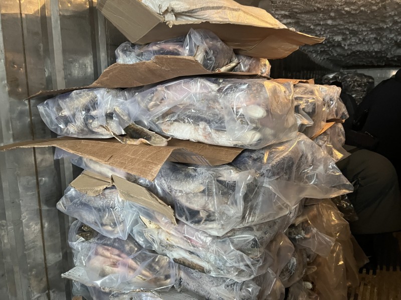 В Коми полицейские пресекли оборот 13 тонн нелегальной рыбной продукции
