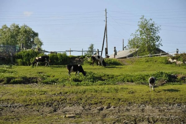 В селах и деревнях Коми потребление интернет-трафика выросло в полтора раза за год