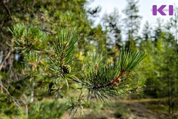 Молодой лес на территории четырех лесничеств находится в неудовлетворительном состоянии  