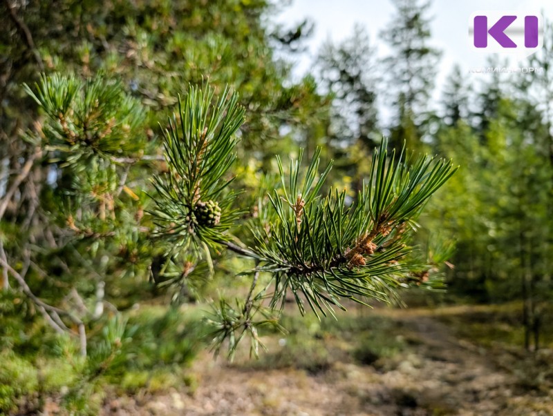 Молодой лес на территории четырех лесничеств находится в неудовлетворительном состоянии  