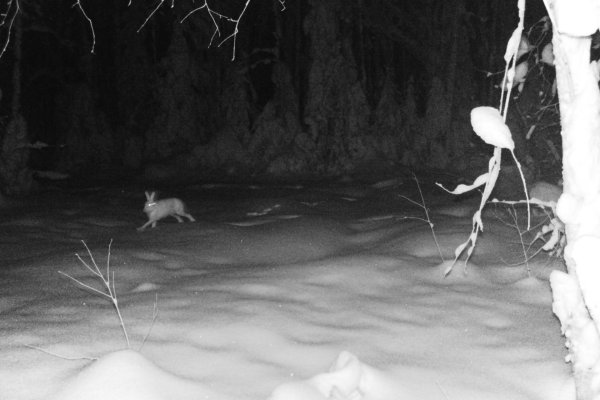 Зайцы попались в объективы фотоловушки и сотрудников нацпарка 