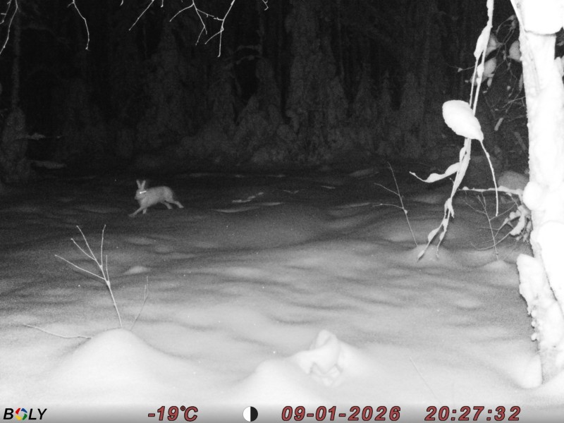 Зайцы попались в объективы фотоловушки и сотрудников нацпарка "Койгородский"