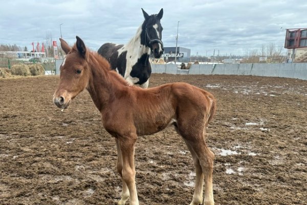 В Сыктывкаре родился огненный жеребенок