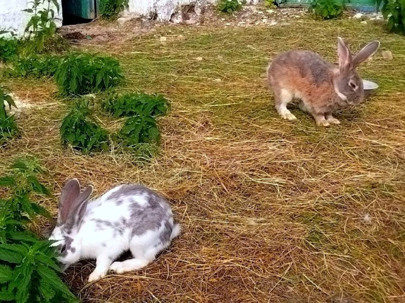 На агротуризм в Коми в 2026 году предусмотрено 3,5 млн рублей