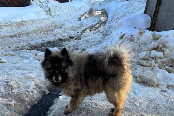 В Сыктывкаре нашлись хозяева фольфшпица Флирта 