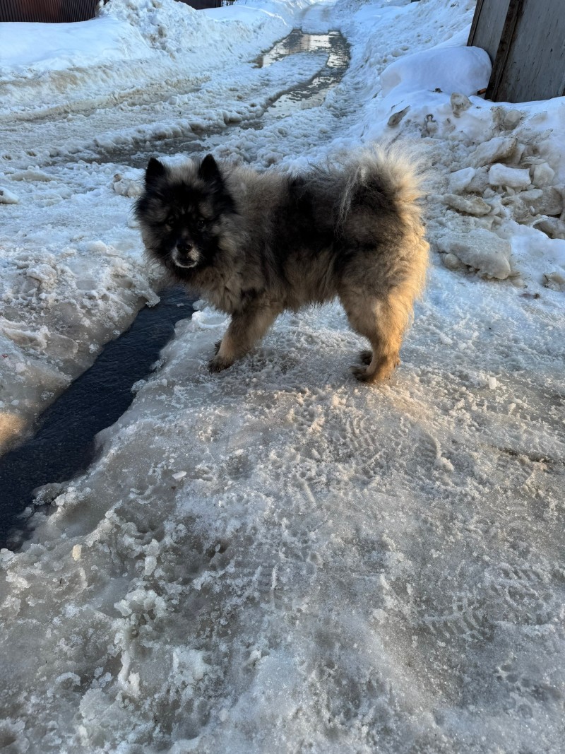 В Сыктывкаре нашлись хозяева фольфшпица Флирта 