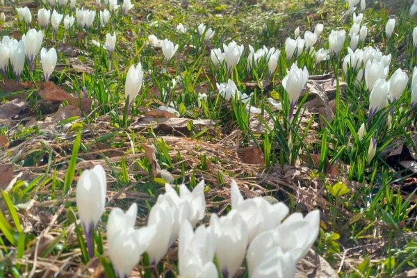 В Сыктывкаре зацвели первые крокусы