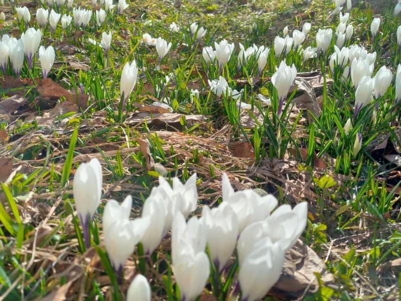 В Сыктывкаре зацвели первые крокусы