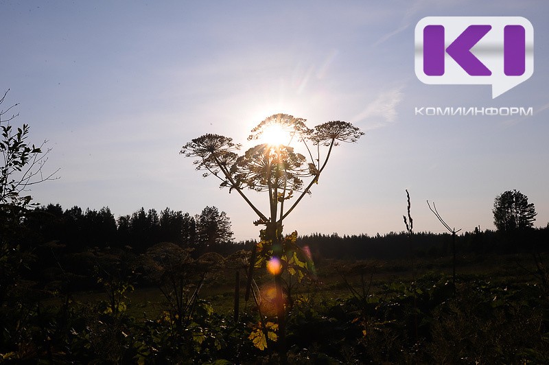 Важно не только уничтожать борщевик, но и вводить земли в оборот - министр сельского хозяйства Коми
