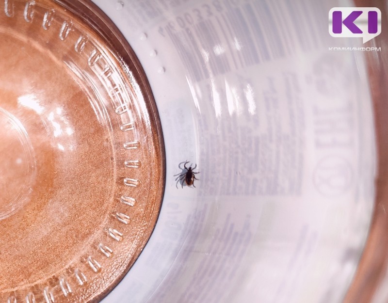 Первый укус клеща в Коми зарегистрирован в Сыктывдинском районе 