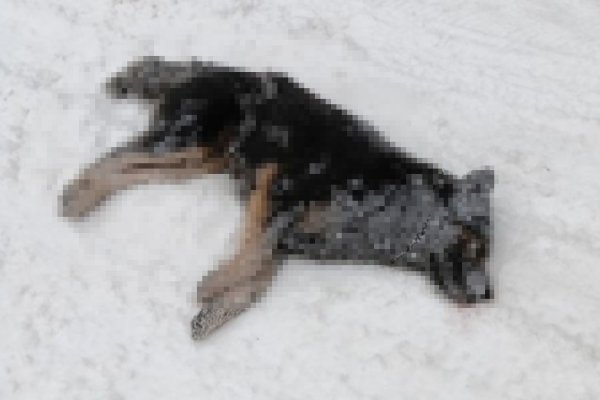 Полиция проводит проверку по гибели 6 собак в г.Микунь