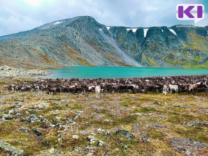 Свои земли - без аукциона: Госсовет Коми добивается справедливости для коренных хозяйств тундры