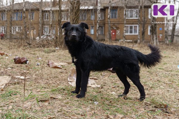 Жители Микуня из-за отсутствия бирок в ушах безнадзорных собак усомнились в эффективности отлова