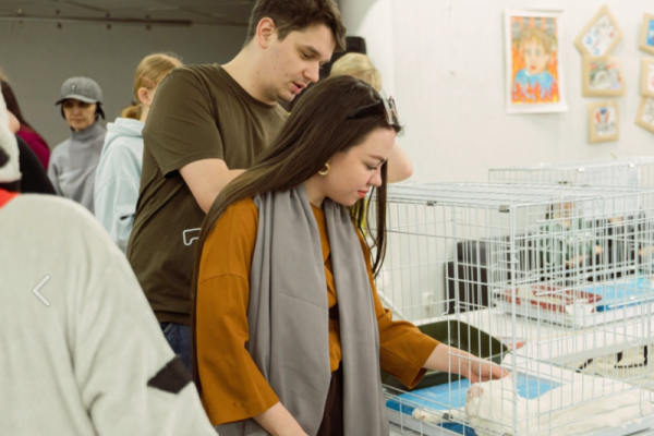 В Сыктывкаре вновь пройдет фестиваль-пристройство кошек 