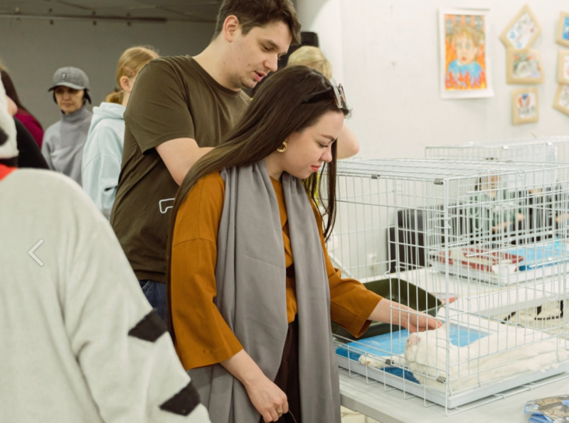 В Сыктывкаре вновь пройдет фестиваль-пристройство кошек 