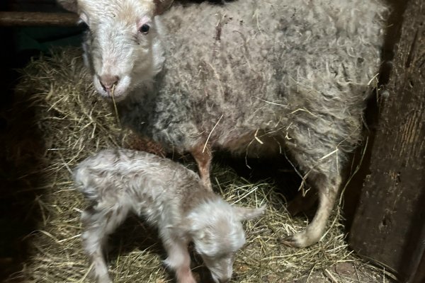 В конном центре 