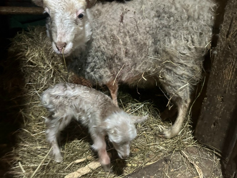 В конном центре "Аврора" родились четыре карликовых ягненка и пять козлят