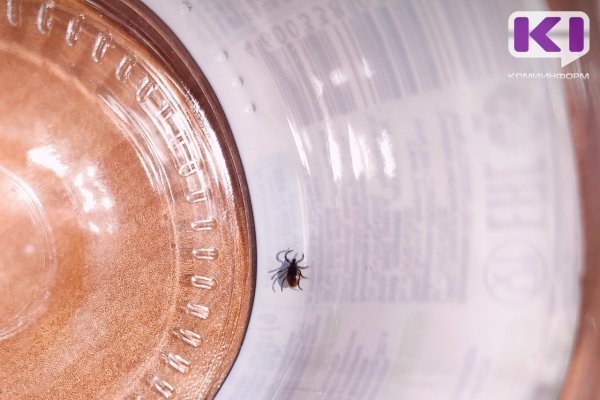 В Коми за неделю от укусов клещей пострадали четыре человека