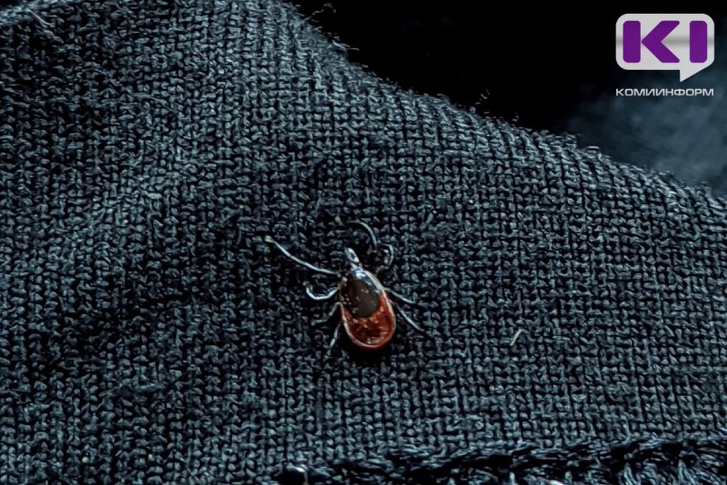 С конца марта в Коми зафиксировано 12 обращений по поводу укусов клещей