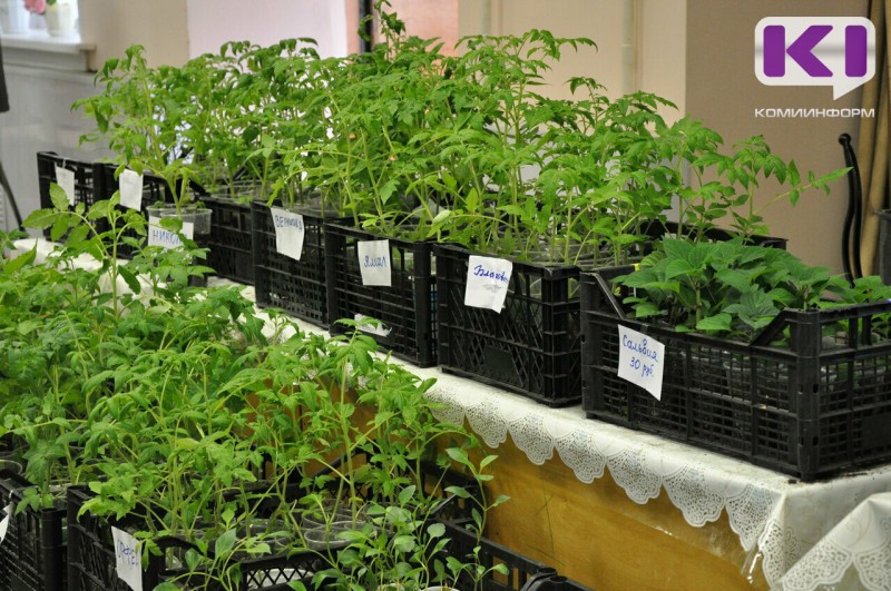 Россиянам назвали температуру для высадки рассады в грунт