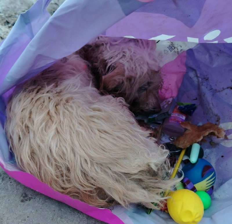Собаку нашли в пакете с игрушками: в Печоре полиция установила личность подозреваемого в жестоком обращении с болонкой