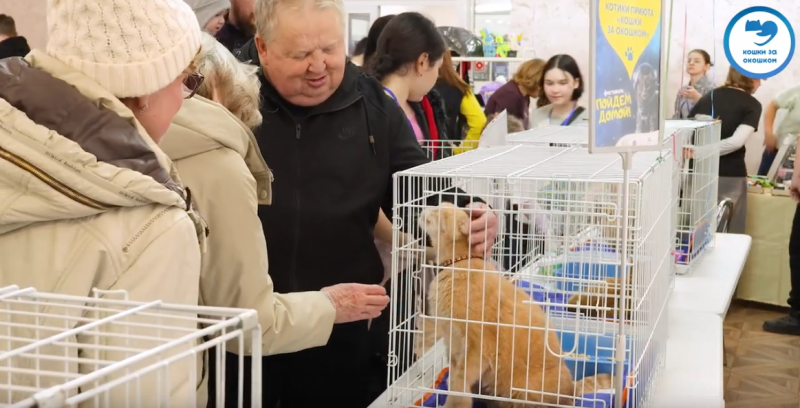 Шесть кошек обрели дом после благотворительного фестиваля в Сыктывкаре