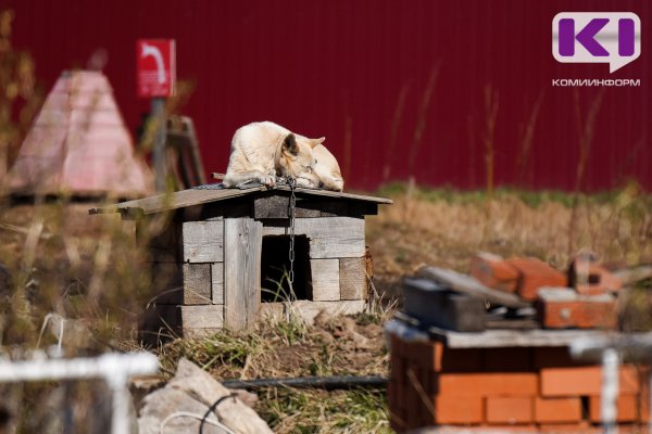 В суде по делу о передержке животных в Выльгорте огласили показания матери и сына Марии Усатовой