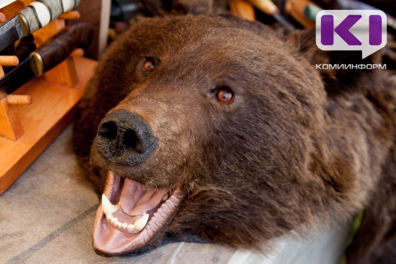 В Коми с 15 апреля открывается охота на бурого медведя