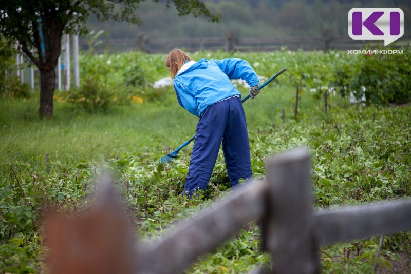  Приманочные методы эффективны против проволочников - Россельхозцентр 