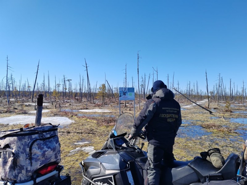 Фотоловушки в "Дзерваде" запечатлели не только оленей