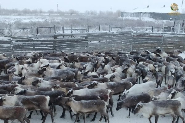 Пастбища Коми позволяют нарастить поголовье оленей
