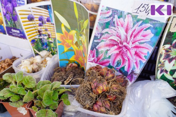 Как подготовить клубни георгин, бегоний и канн к высадке, рассказывает Россельхозцентр 