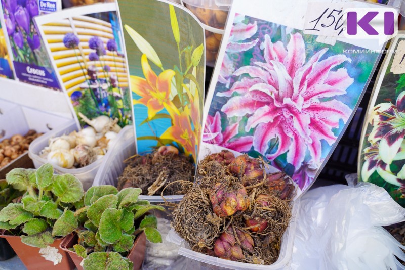 Как подготовить клубни георгин, бегоний и канн к высадке, рассказывает Россельхозцентр 