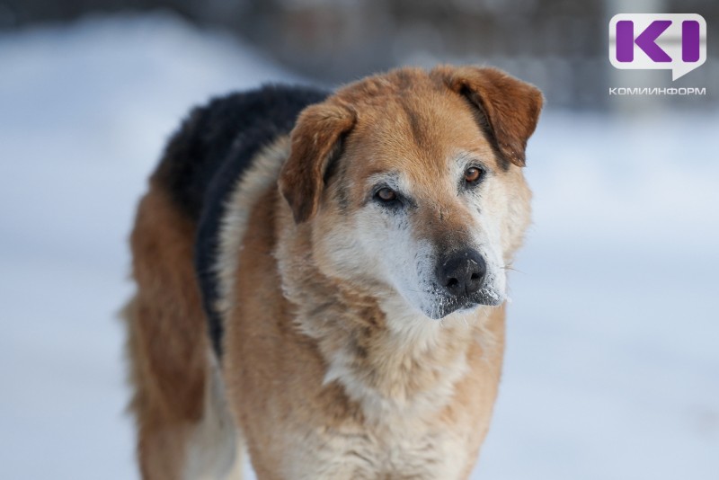 Законопроект об обращении с бездомными животными в Коми поддержали 13 муниципалитетов 