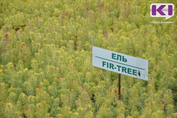 Жёсткий контроль и соблюдение законодательства: в Коми план по лесовосстановлению выполнен на 100%