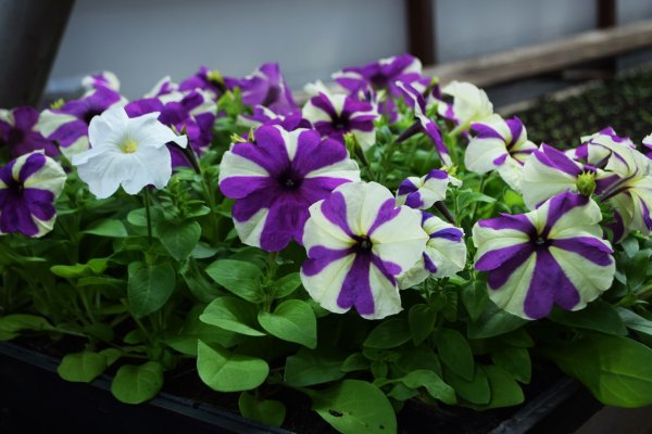 В Ухте планируют высадить около 200 тысяч цветов

