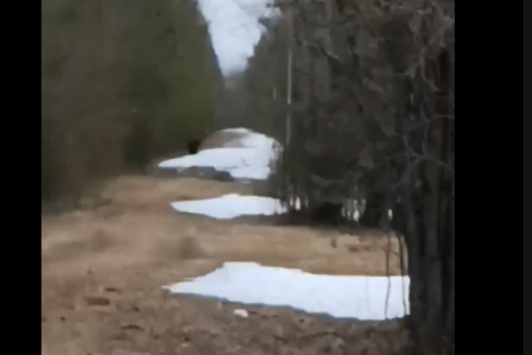 В Зеленце появился медведь 