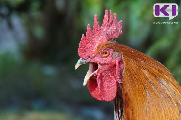 Жители Сыктывкара подали в суд на соседей из-за криков петухов и запаха


