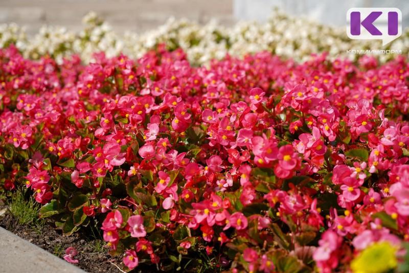 Эжвинские парки и общественные территории украсят 19 тыс. цветов